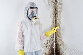 Best Emergency Mold Remediation  in Shady Hollow, TX